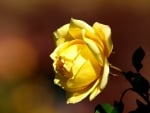 YELLOW ROSE