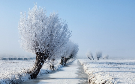 * Winter * - tree, winter, nature, snow