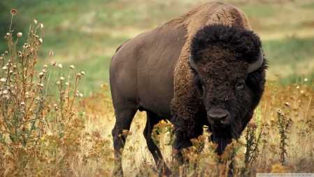 bison - wild, bison, grass, horns