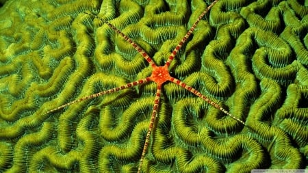 brittlestar on brain coral - coral, brain, brittlestar, green