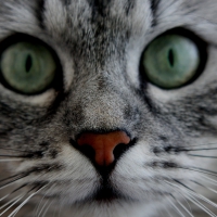 cat closeup