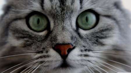 cat closeup - tabby, face, feline, cat