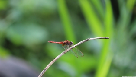 dragonfly - twig, insect, dragonfly, grass