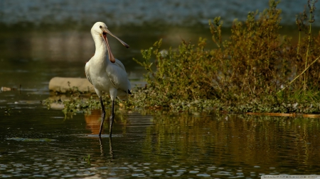 eurasian spoonbill - eurasian, spoonbill, water, bird