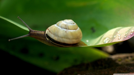 snail - green, leaf, shell, snail