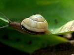 snail