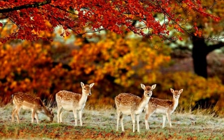 FOUR FAWNS in AUTUMN - autumn, trees, animals, branch, leaf, tree, grass, does, morning, landscape, wild autumn, deer, nature, forest, wild, splendor, seasons, leaves