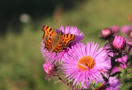 Lost dreams.  Butterfly in autumn. - flowers, nature, fields, other