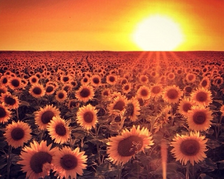 'Sunflower Fields' - sunflowers, creative pre-made, sunrise, creative, leaves, flowers, autumn beauty, vibrant, fields, beautiful, lovely, fall, colorful, nature, autumn, bright, love four seasons