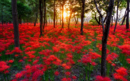 Sunset Over the Flowers Field - flowers, trees, sunset, nature, field