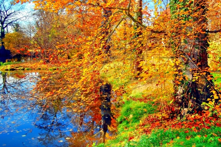 LEAVES and POND in AUTUMN - branches, colors of nature, autumn, landscape, falls, trees, colorful, nature, forest, pond water, seasons, leaves, green, splendor