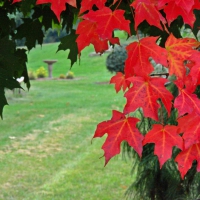 Autumn Colors