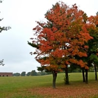 Autumn Field