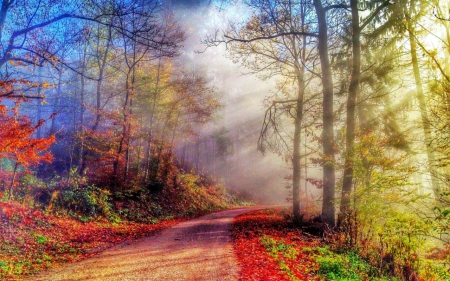 Autumn Forest Path - autumn, trees, park, path, nature, fall, forest, walk, leaves, colors