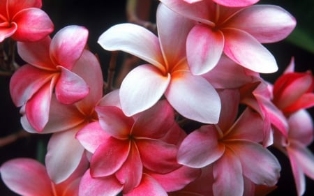 Temple Flowers - nature, flowers, temple, pink