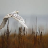 Snowy owl