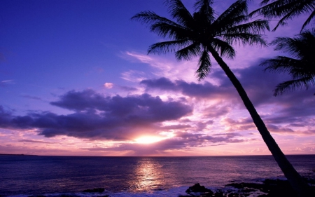 Sunset - palm trees, sunset, sea, clouds