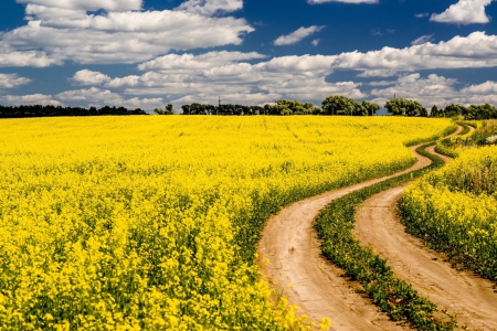 * Field * - flowers, field, sky, nature