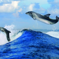 Two dolphins