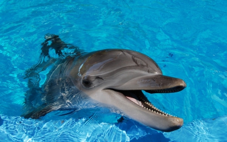 Dolphin - swimming pool, animal, teeth, Dolphin