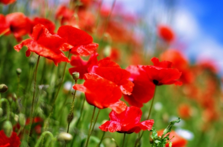 * - flowers, flower, nature, poppies