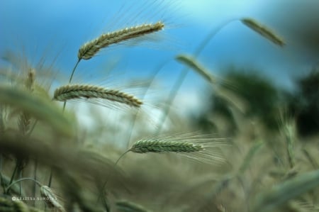 Ears of corn - Ears of corn, plants, grain, sky