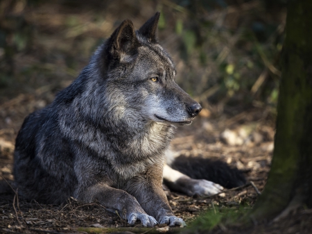 wolf - canislupus, wallpaper, black, wolf, wolves, white, wisdom, wolf art, timber, howling, saying