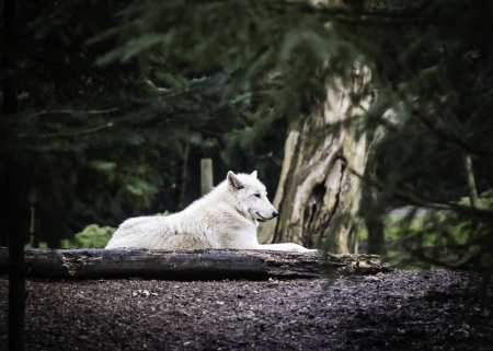 dream wolf - saying, wolf, howling, wolves, black, white, wisdom, wolf art, timber, canislupus, wallpaper