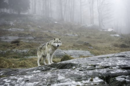 Beyond the fog - wallpaper, black, wisdom, timber, wolf art, white, canislupus, wolf, wolves, saying, howling