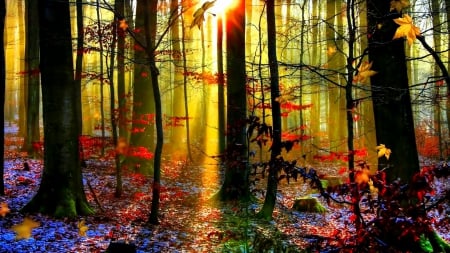 Forest - Autumn - Forest, rays of the sun, Autumn, trees