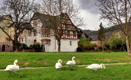 Beautiful House - geese, beautiful house, houses, architecture