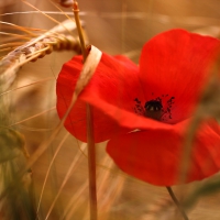 Red Poppy