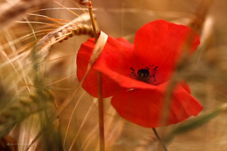 Red Poppy - Red, Poppy, grain, ears