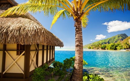 * In paradise * - sky, palms, ocean, nature