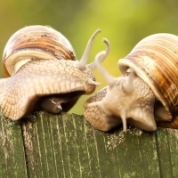 Two snails