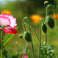 Colorful poppy