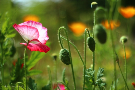 Colorful poppy - colorful, buds, flowers, poppy