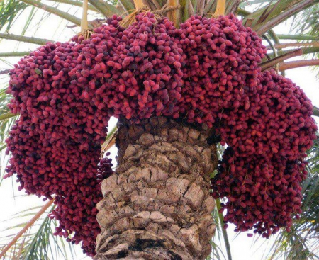 Date Palm - date, red, palm, amazing