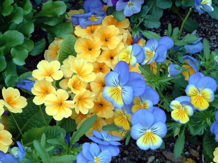 Pretty Colors - flowers, beautiful, yellow, blue