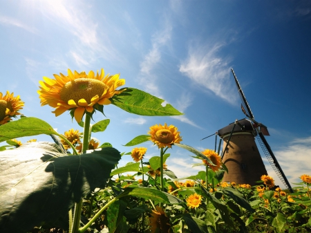 âœ¿âŠ±â€¢â•®â•­â€¢âŠ°âœ¿ - flowers, sky, sunflowers, nature