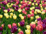 Lovely Tulips