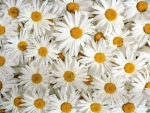 Daisies