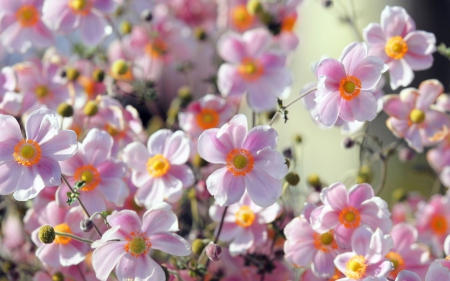 Beautiful Blossoms - flowers, blossoms, pink, nature