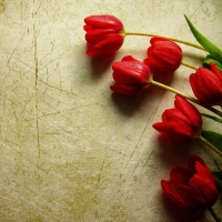 Red Tulips