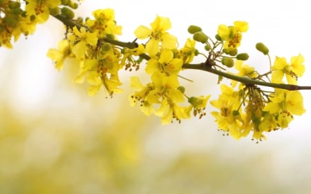 Yellow Blossoms - flowers, photography, blossoms, yellow