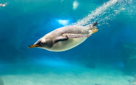 Penguin Under Water - water, penguins, penguin, underwater