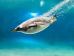 Penguin Under Water