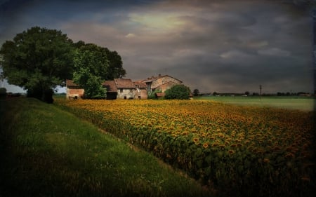 Dusk over Sunflower Field - dusk, sunflowers, nature, fields