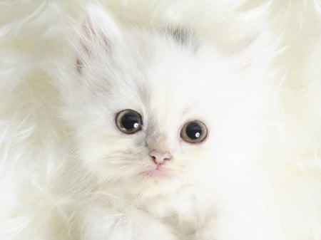 Kitten - Animal, white, beige, kitten