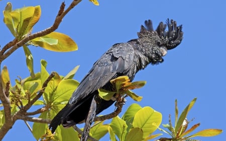 Gray-blue parrot Kakdu - gray-blue, kakdu, parrot, leaves, tree